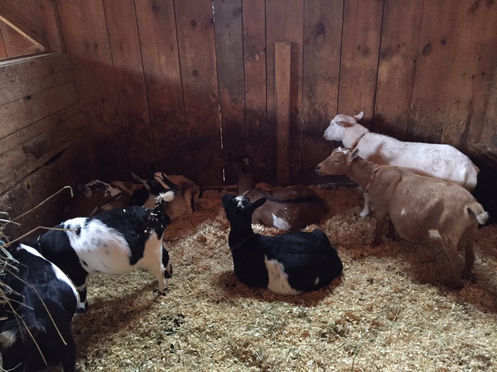 It's a goat's life! #mainecreameryday #goats #cheese #itssofluffyimgonnadie