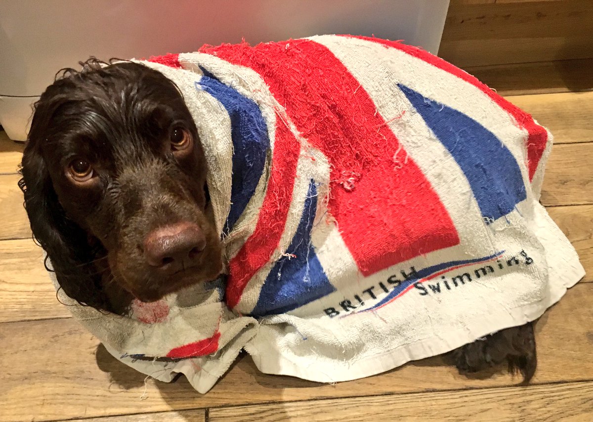 KellyTheVet's tweet photo. It's such hard work being a model... It's not all glitz and glam you know! πππ #nextdogmodel https://t.co/5YwUIf2d5i