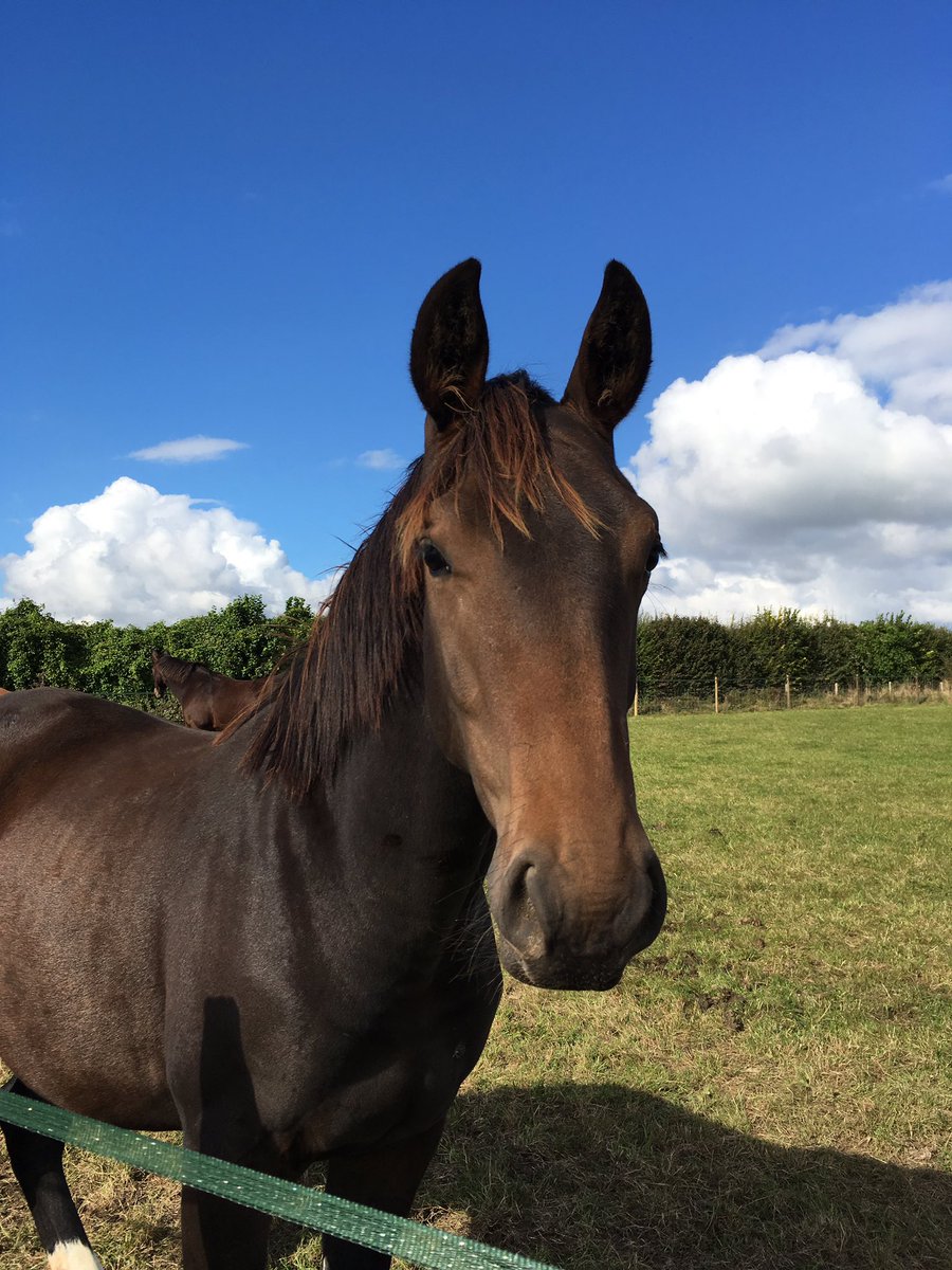 LizDiegutis's tweet photo. My beautiful yearling by #negro x #sandrohit #britishbreeding #equinehour https://t.co/lUdbUXMjlJ