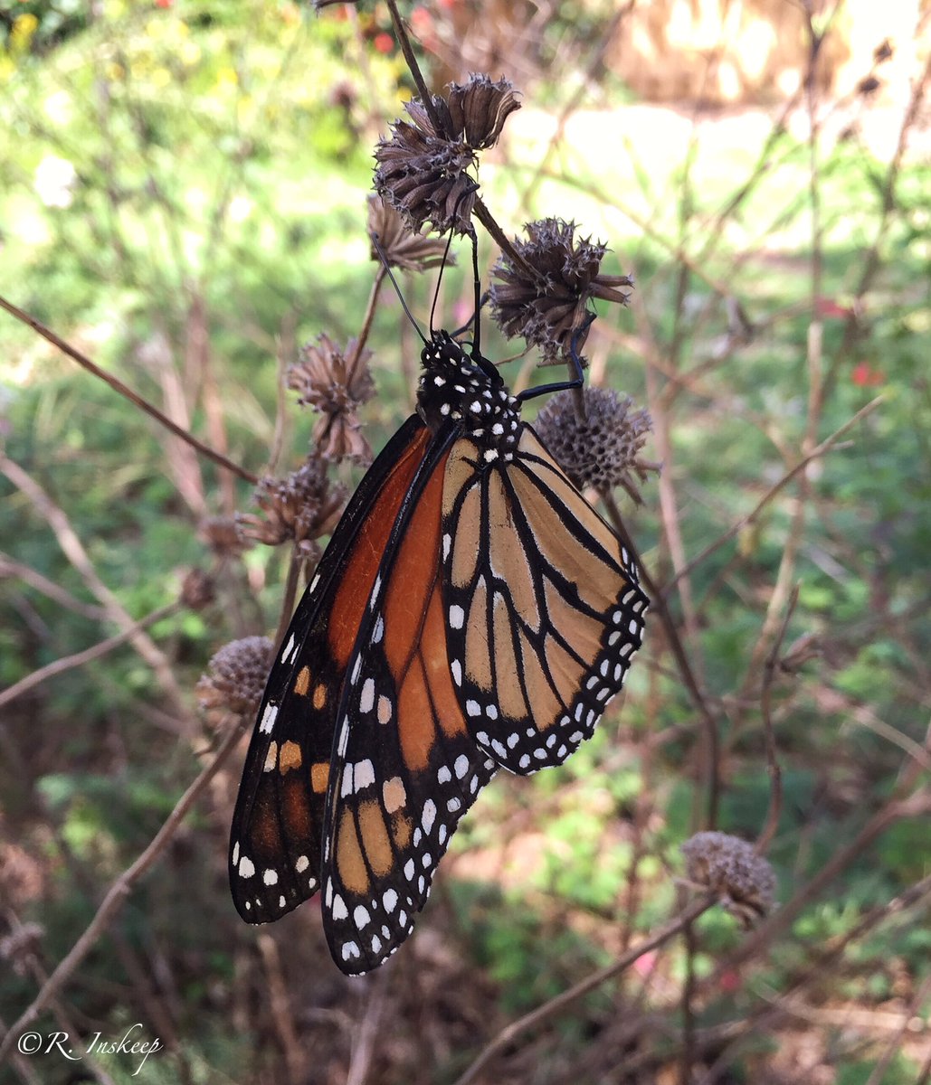 fl_nativegarden's tweet photo. Leave the dead twigs and spent wildflowers for wildlife! https://t.co/kCYshBxwXc