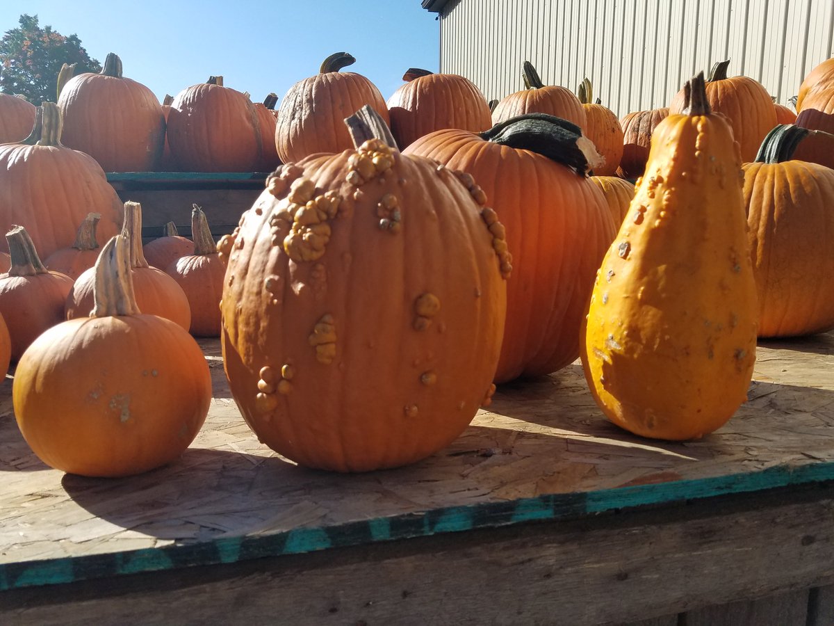 TFU_Band's tweet photo. #TFU as pumpkins! Can you guess which band member is which? https://t.co/MfuHXcGyPa