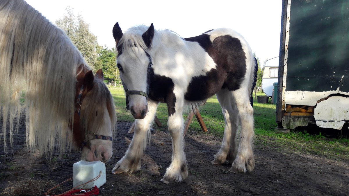 tinkerfuns's tweet image. Hallo Kleintje. Welkom in mijn familie 😊