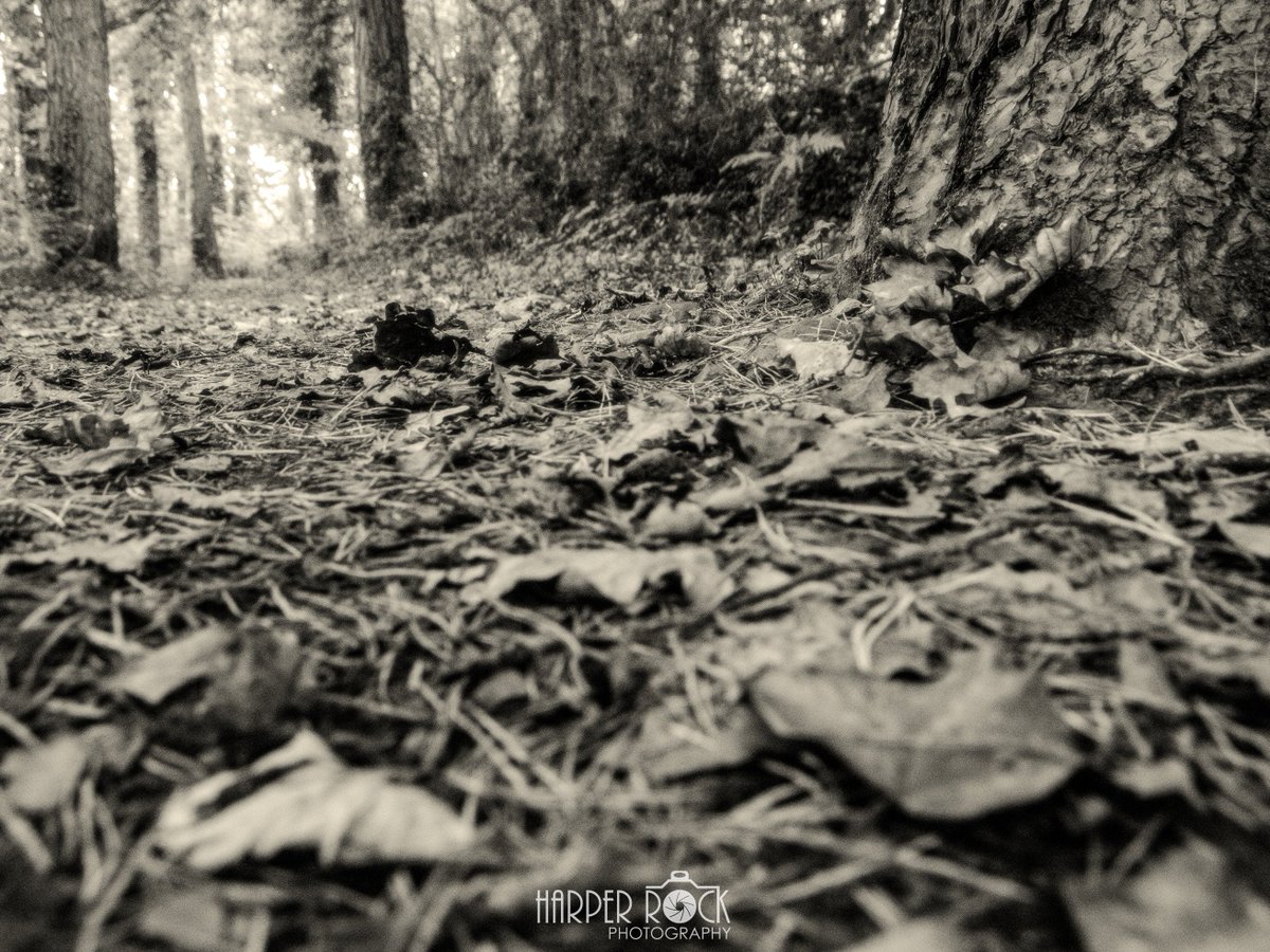 HarperRockPhoto's tweet photo. The Autumn Collection #photography #ThePhotoHour #autumn #fall #leaves #naturephotography #nature #ramble #woods #forest #photographer https://t.co/ESTeDwkUK5