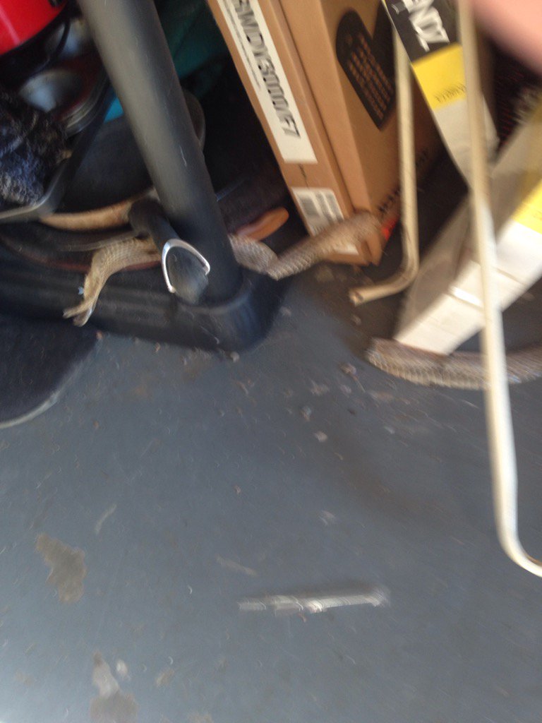 KadenKasper's tweet photo. Just found a snakeskin in my back room https://t.co/NsxB6lsTkZ