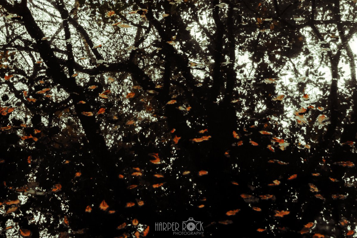 HarperRockPhoto's tweet photo. To float is to fall again #abstract #photography #autumn #fall #leaves #Reflection #ThePhotoHour #PhotoOfTheNight #naturephotography https://t.co/98SG36S2Uq