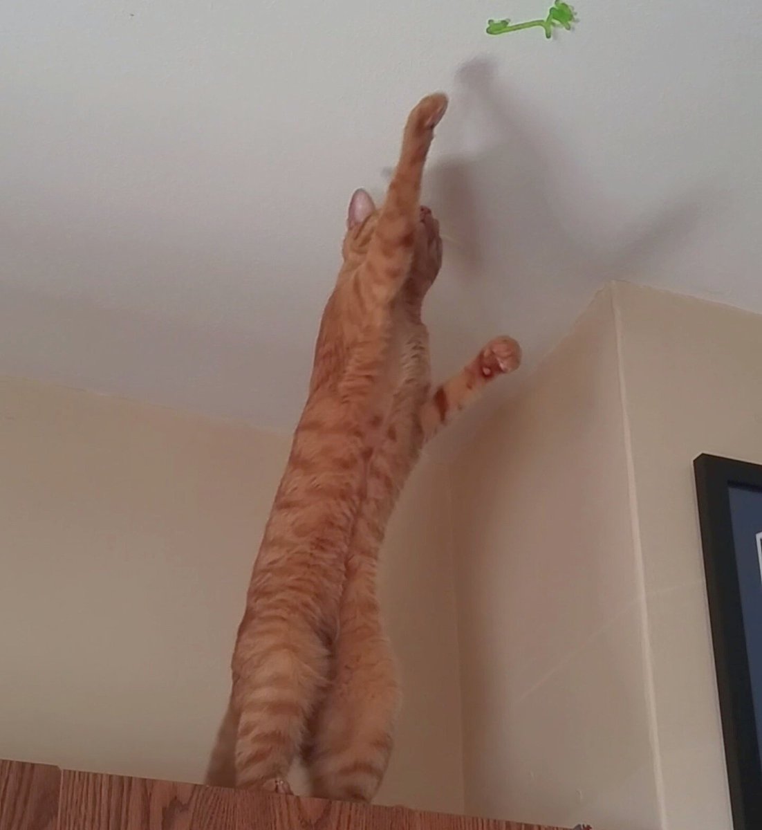 AjaxCheetto's tweet photo. Reach! Reach for the sticky toy! #CatsOfTwitter #standingcat #catstandingup #stickytoy #cutecat https://t.co/gmpjbOsXub