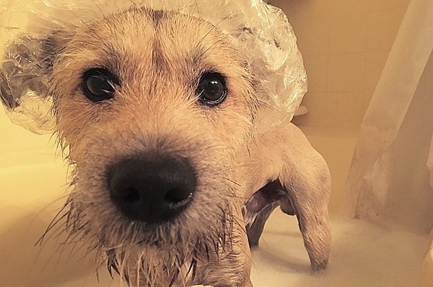 thinkpup's tweet image. 27 #Dogs Who Really Hate Taking Baths buff.ly/2dnRHuH