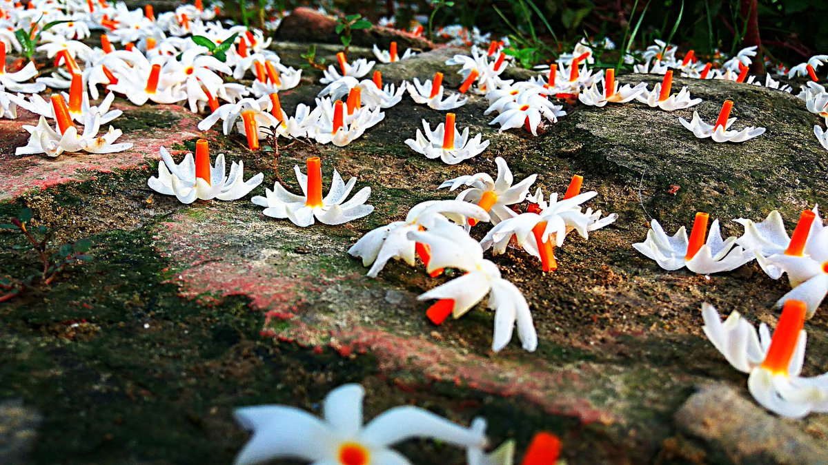 च्याङ्वा tweet media