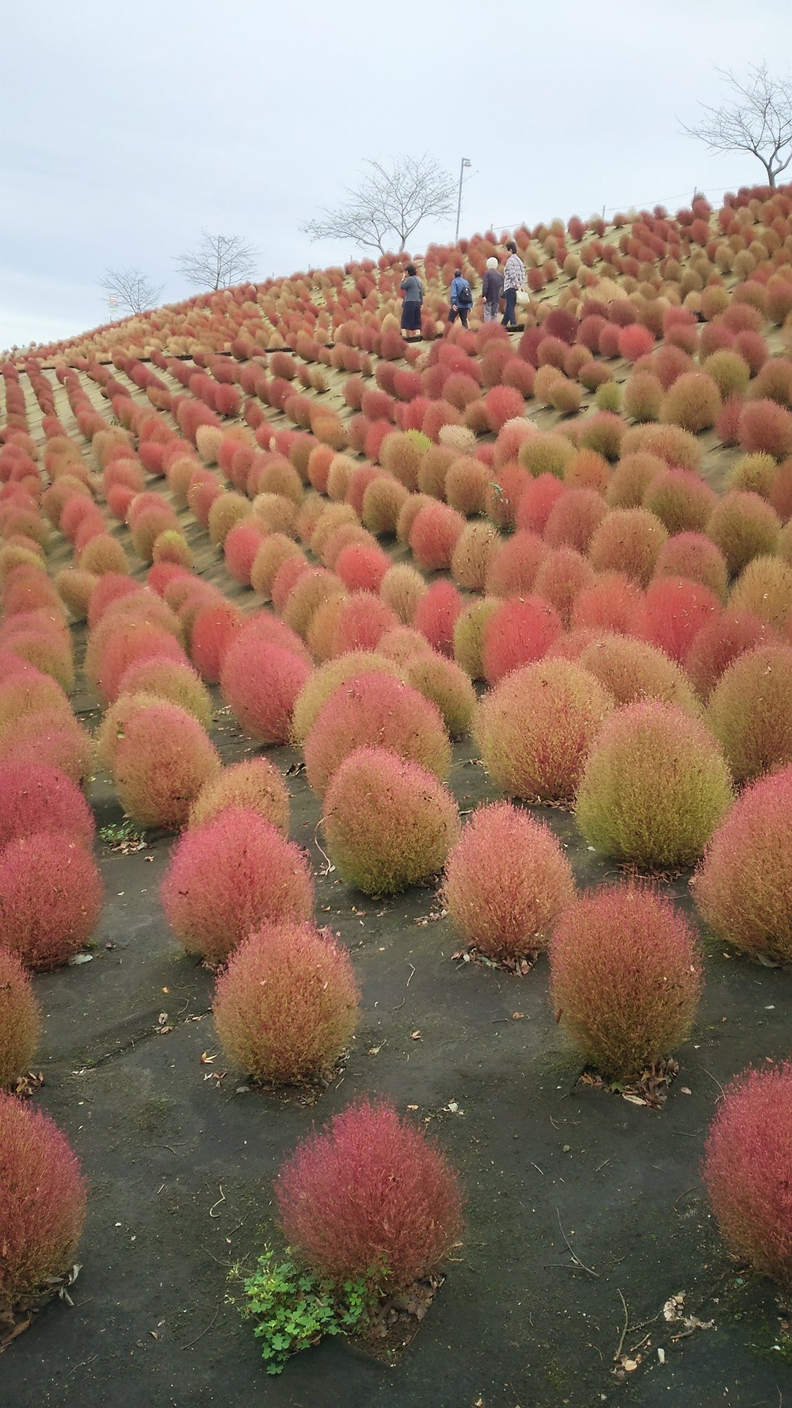 カイエ 千葉の東京ドイツ村にコキアの紅葉を見に来た 昼食はレストランでソーセージ盛り合わせと 南瓜のピザを食べた T Co Sji8i7h1uj Twitter
