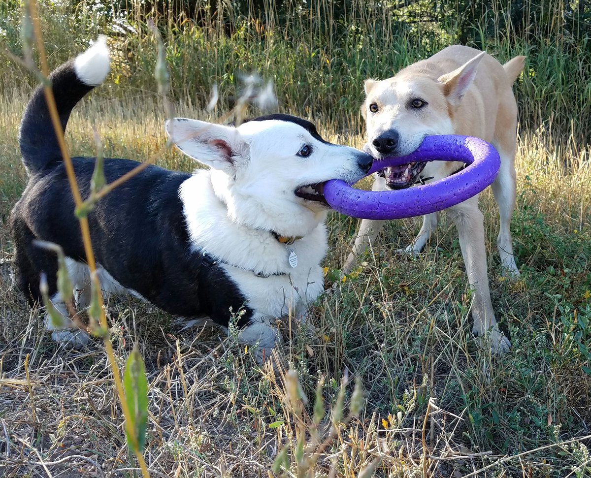 DoctrDrewlittle's tweet photo. One is all bark, who's going to win, Corgi vs Chinook! #debate #debate2016 #counterprograming https://t.co/jgeHcJjQOe