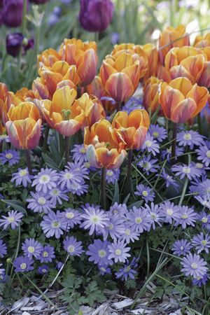 mrplantdr's tweet photo. Spring Beauty courtesy of a little Fall effort https://t.co/FvyIUw9cCI https://t.co/Ubz21Y4l3v