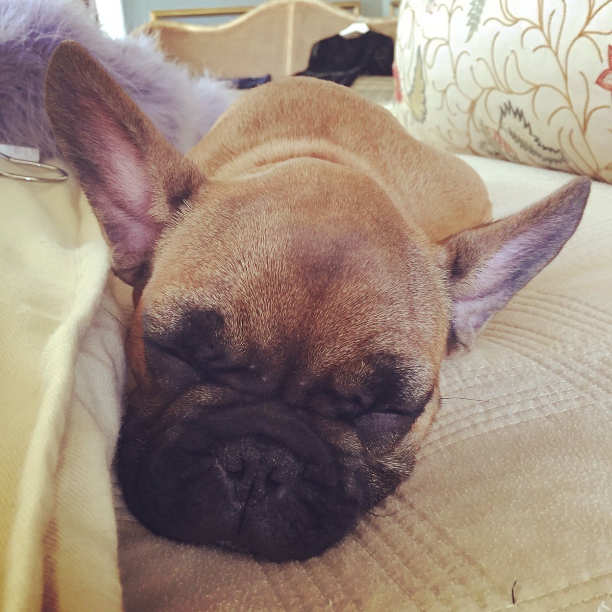 jamesgubera's tweet photo. #lazysunday vibes via Gino the #frenchbulldog https://t.co/FB8U5nV0nB