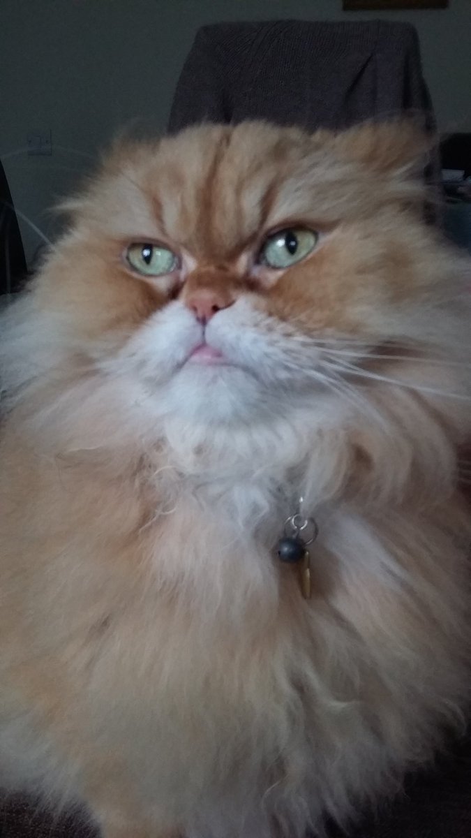 ann_hemingway's tweet photo. #AwfullyBritishNightIn sharing admiring glances with my cat x https://t.co/TZqVTAaTst