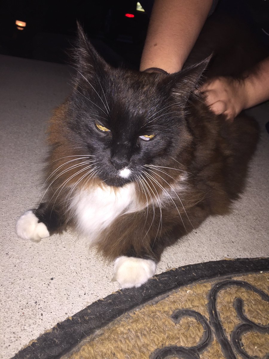 _nicolehederson's tweet photo. Anyone know who's kitty this is?? Doesn't look like an outdoor cat, found on kilkerran in Kitchener https://t.co/SE41g0TlvV