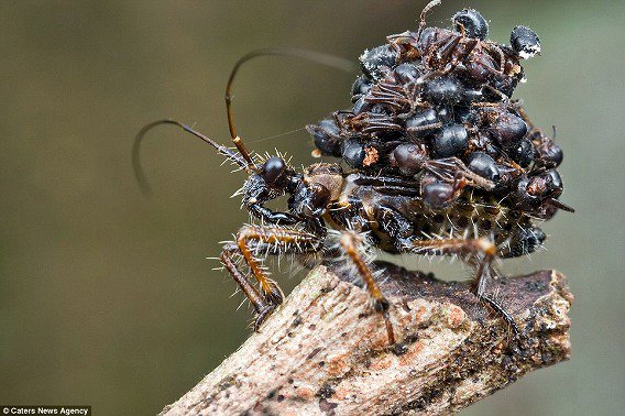 ヤト リハビリ入院中 ムワンザ アガマトカゲ タンザニア ケニアに生息するアガマ科のトカゲ あまりにもスパイダーマンに似た色をしているため スパイダーマントカゲ と呼ばれる ヤト リハビリ入院中 ムワンザ アガマトカゲ タンザニア ケニアに生息するアガマ科のトカゲ あまりにもスパイダーマンに似た色をしているため スパイダーマントカゲ と呼ばれる