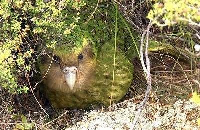 ヤト リハビリ入院中 ムワンザ アガマトカゲ タンザニア ケニアに生息するアガマ科のトカゲ あまりにもスパイダーマンに似た色をしているため スパイダーマントカゲ と呼ばれる ヤト リハビリ入院中 ムワンザ アガマトカゲ タンザニア ケニアに生息するアガマ科のトカゲ あまりにもスパイダーマンに似た色をしているため スパイダーマントカゲ と呼ばれる