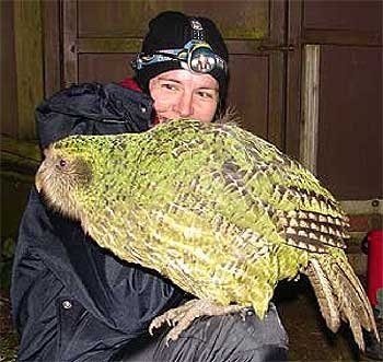 ヤト リハビリ入院中 ムワンザ アガマトカゲ タンザニア ケニアに生息するアガマ科のトカゲ あまりにもスパイダーマンに似た色をしているため スパイダーマントカゲ と呼ばれる ヤト リハビリ入院中 ムワンザ アガマトカゲ タンザニア ケニアに生息するアガマ科のトカゲ あまりにもスパイダーマンに似た色をしているため スパイダーマントカゲ と呼ばれる