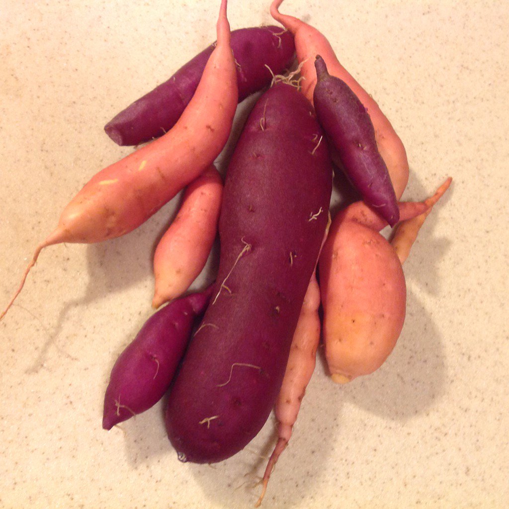 robgin's tweet image. What a wonderful gift! Thank you Rosemary for the tiny slips months ago. I 💚my awesome @uie_hort Master Gardeners.