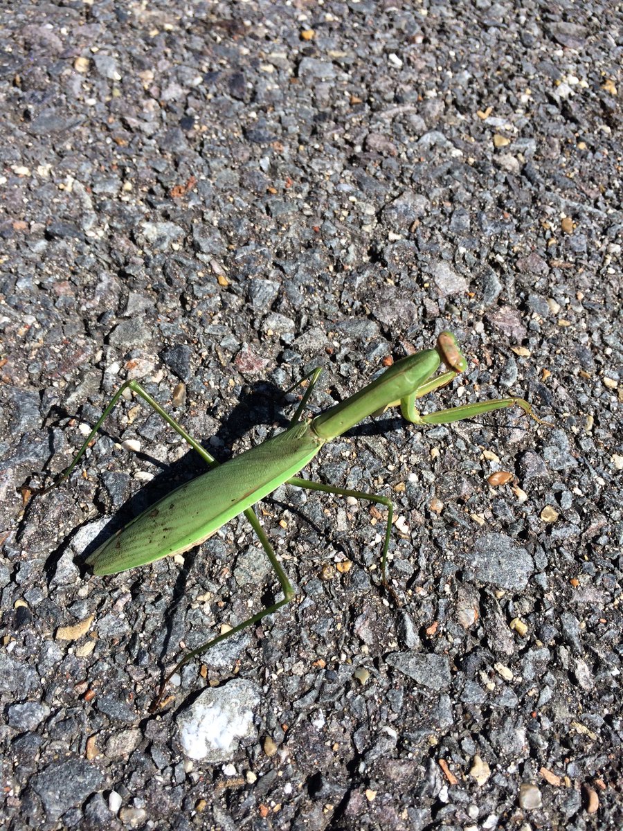 RUCHOTTES's tweet photo. カマキリおった。おっきい。 https://t.co/afeH4v3p6l