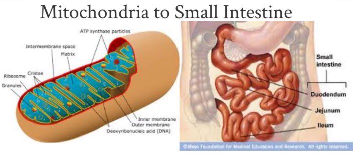 Mitochondria_GO's tweet photo. Absorption in the small intestine is an active transport process. Active transport requires mitochondria for energy. We're secretly twins👯 https://t.co/PFdi3UTljP