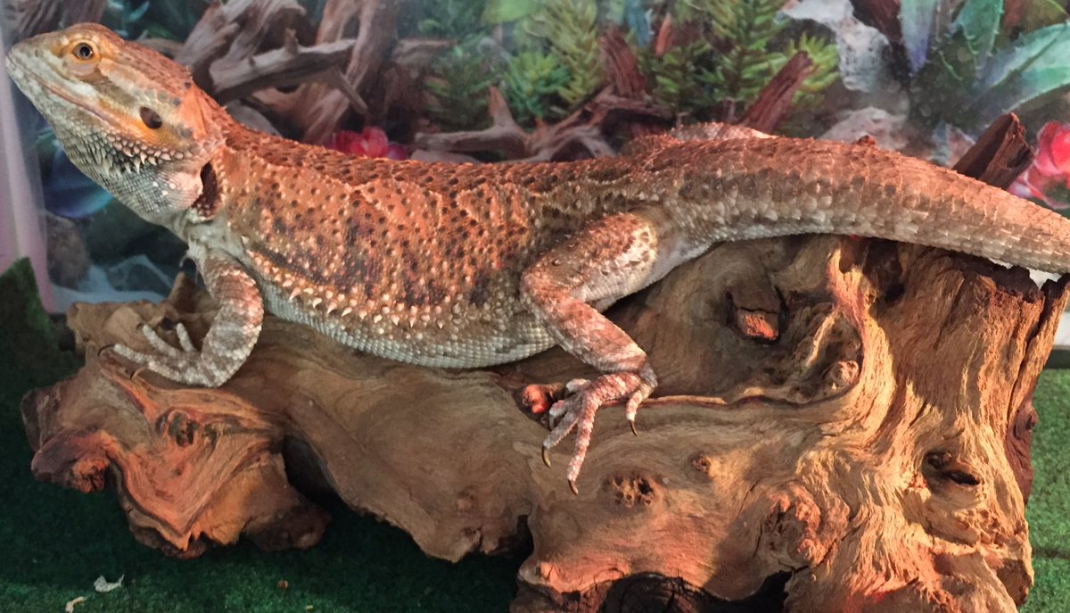 BernDoesThings's tweet image. Paint me like one of your French girls @WeRateLizards