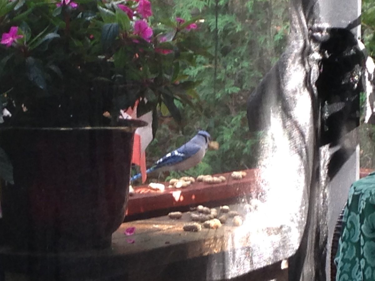 #Bluejays a visit from our good luck Blue Jay today