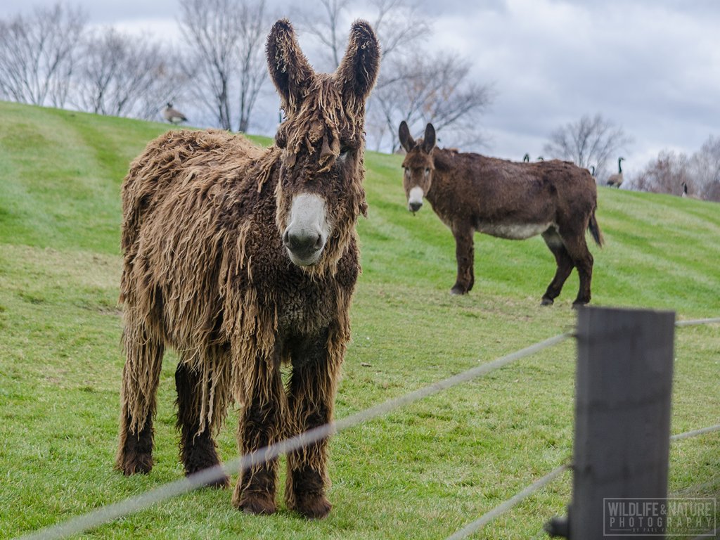 vuocolophoto's tweet photo. Fall 2013 photo of the #Poitoudonkeys at the @Petting_Farm. To purchase prints, visit https://t.co/WOAWIjkiBk. #wildlifephotography https://t.co/XlNL7ueiDM