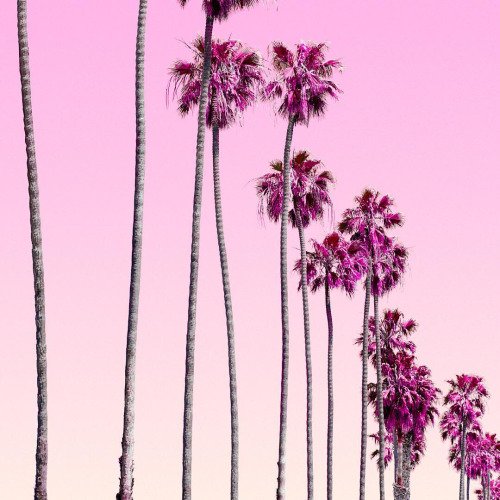 Palms, palms, palms. #VeranoDDA