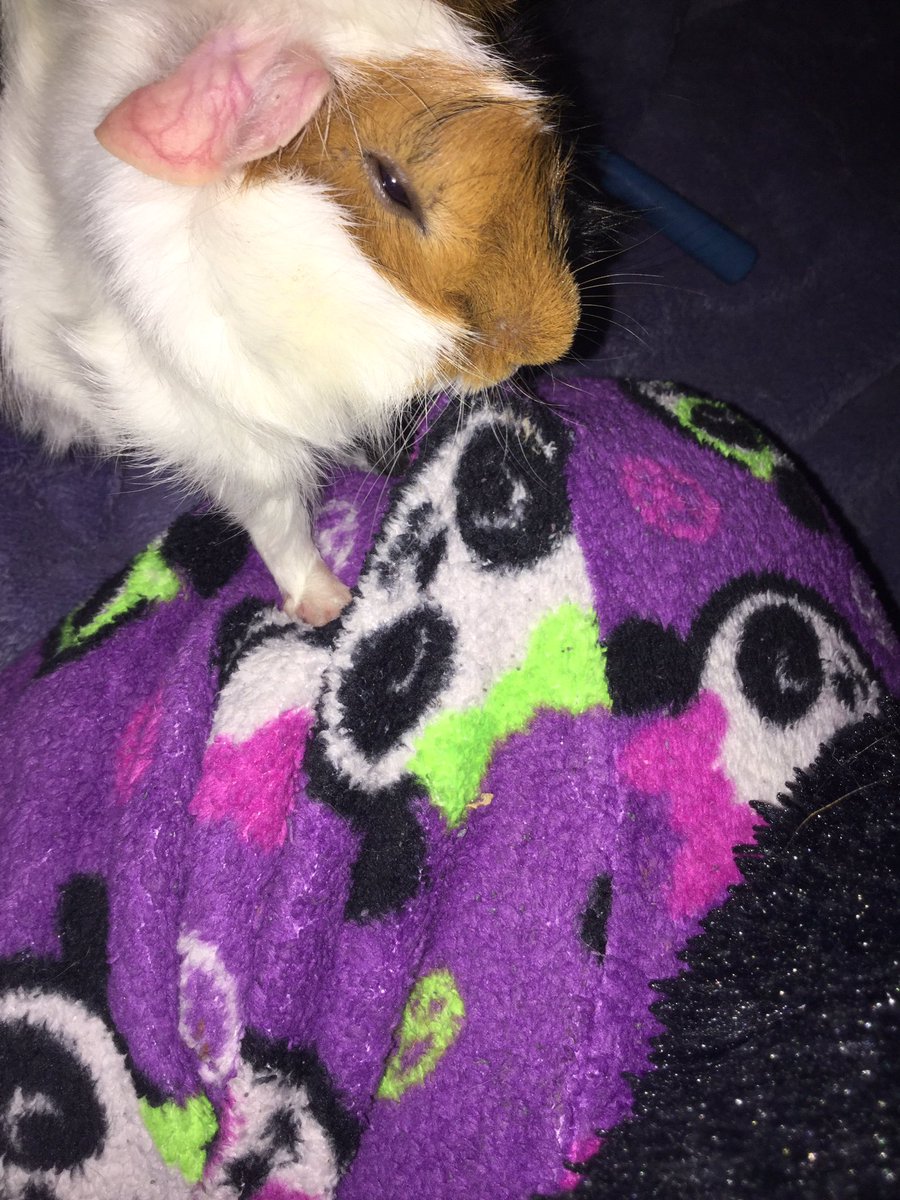 LonelyHumanity's tweet photo. The president is attacking me!! #pigforpresident #PresidentialDebate #debate https://t.co/KExRQuAeGS