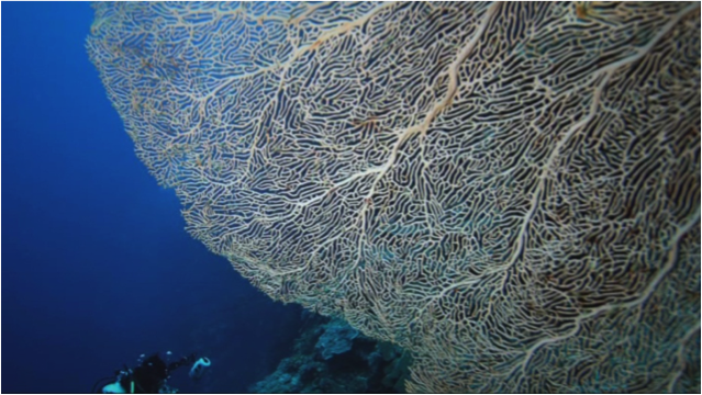 bandaislands's tweet photo. The Banda Islands have some of the most spectacular and resilient reefs in the Coral Triangle #conservation #marinebiology #saveourplanet https://t.co/vjt75EfQbT
