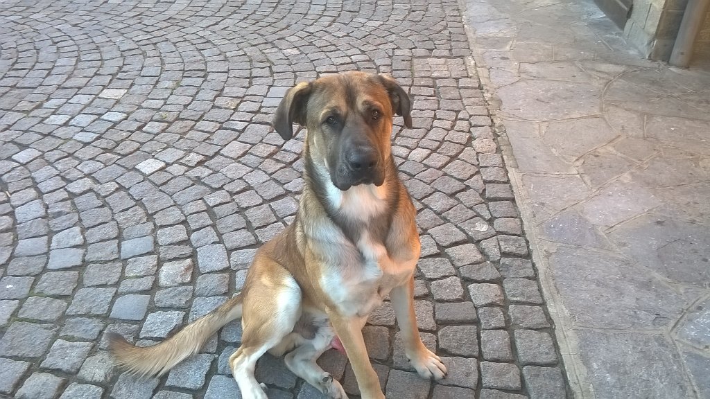 GLocarni's tweet image. #Eracle #modello #razzacanile #unodifamiglia