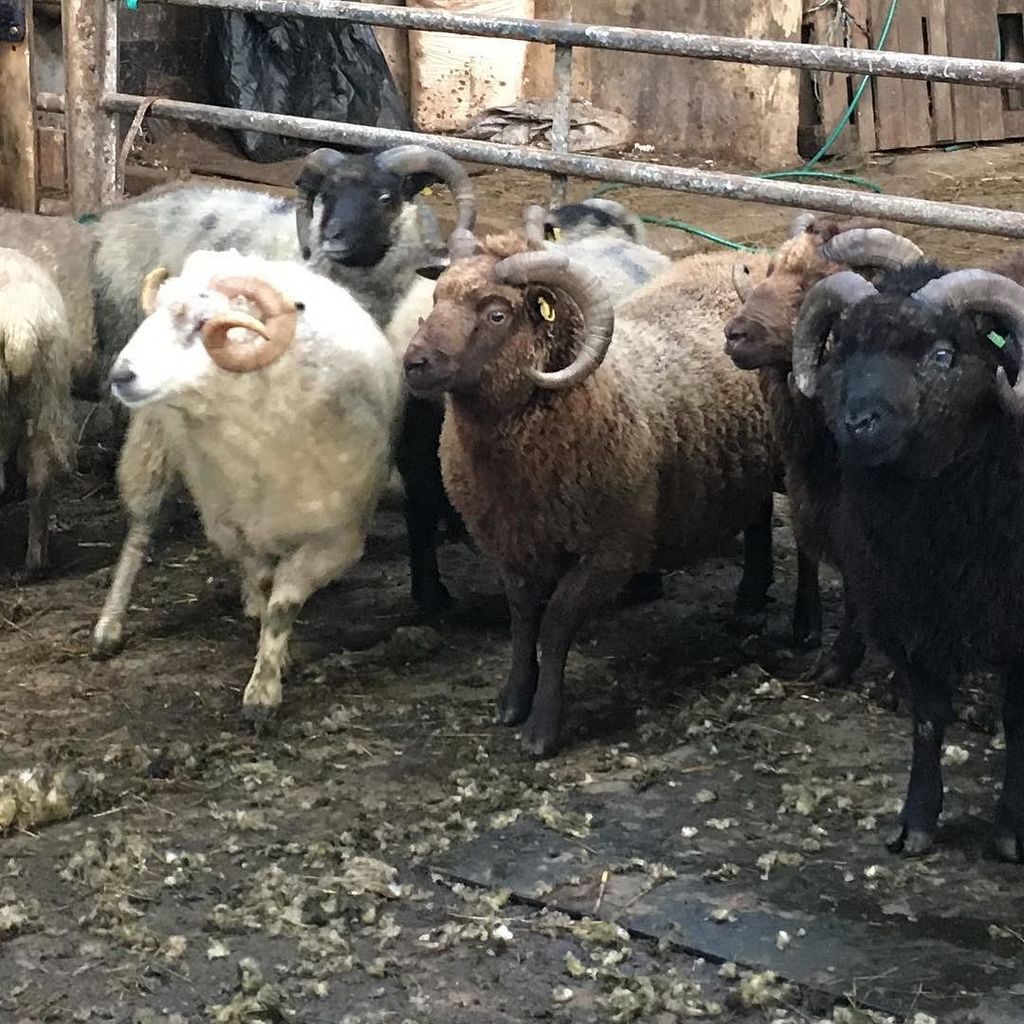 islap1k1's tweet photo. Good work @wovemberwool 🐏 With thoughts of Shetland still deep in my mind my first #woolwo… https://t.co/vOvH54hlLN https://t.co/lhsV4XNabi