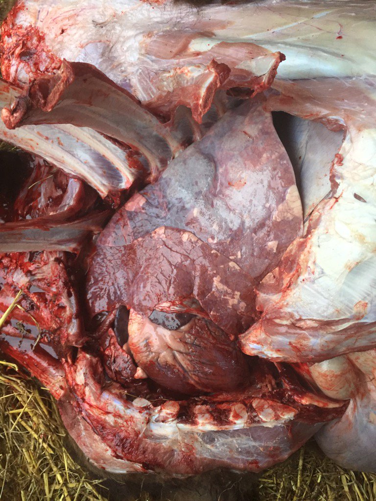 <a href="/DonalLynchVets/">DLynch Veterinary</a> <a href="/XLVetsIreland/">XLVets Ireland</a> Losses from pneumonia are a feature of vet practice in autumn. #viralinfection#hoose