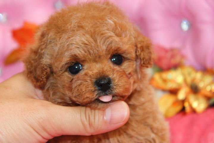 世界のワンちゃん図鑑 在 Twitter 上 ティーカッププードル ティーカップにもすっぽり収まってしまうほど小さいトイプードル 人懐っこく甘えん坊の性格の子が多いそうです 成犬時の体重が2kg以下のトイプードルをティーカッププードルとして区分しているそう