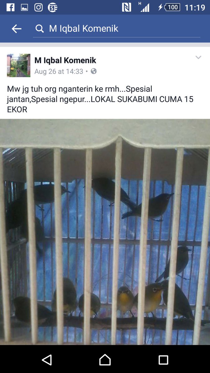 PTPN_13's tweet photo. @P3Mkotasmg @shafasmg @satpolpp_smg @LAPOR1708  apakah jual beli burung hutan Dilarang https://t.co/R4d8iVH4v1
