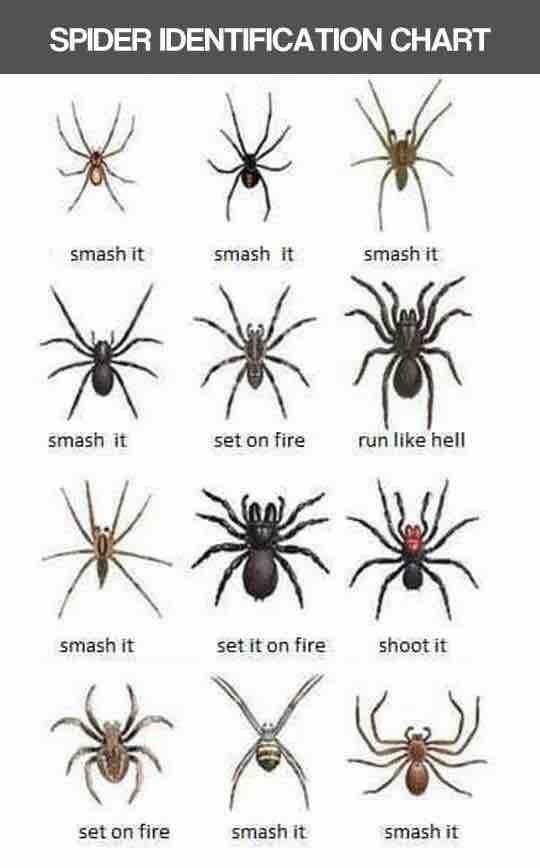 HillPest's tweet image. #AtYourService brokenhillpestcontrol.com #spiders #spiderchart #genus #species #arachnid #pests #Brokenhill #pestcontrol #pestmanagement
