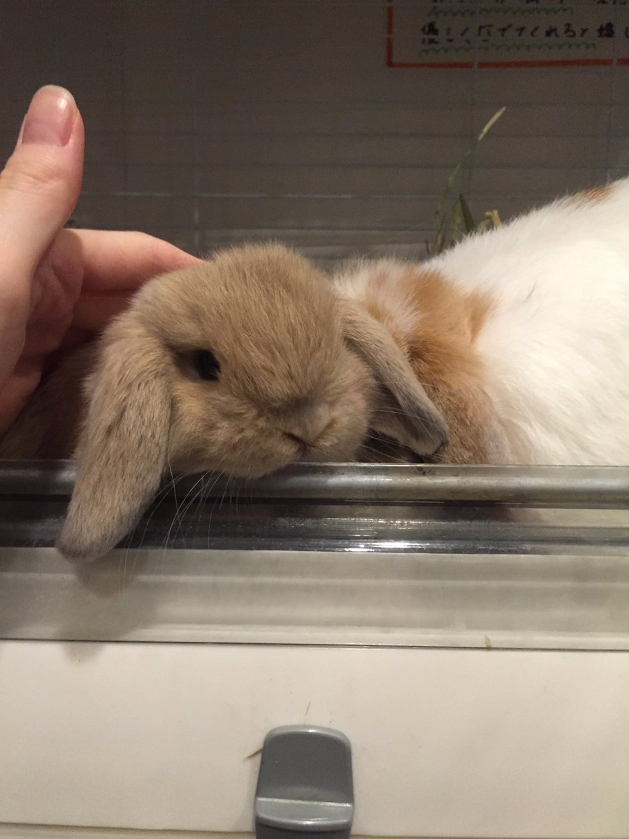 うさぎカフェ ミニヨン در توییتر ミニヨンに子うさぎちゃんがやって来ました むぎくんとくるみちゃんの赤ちゃんでオスの子です O とっても愛くるしいです ぜひぜひ見に来てください ホーランドロップ 8月30日生まれ 子うさぎ販売中