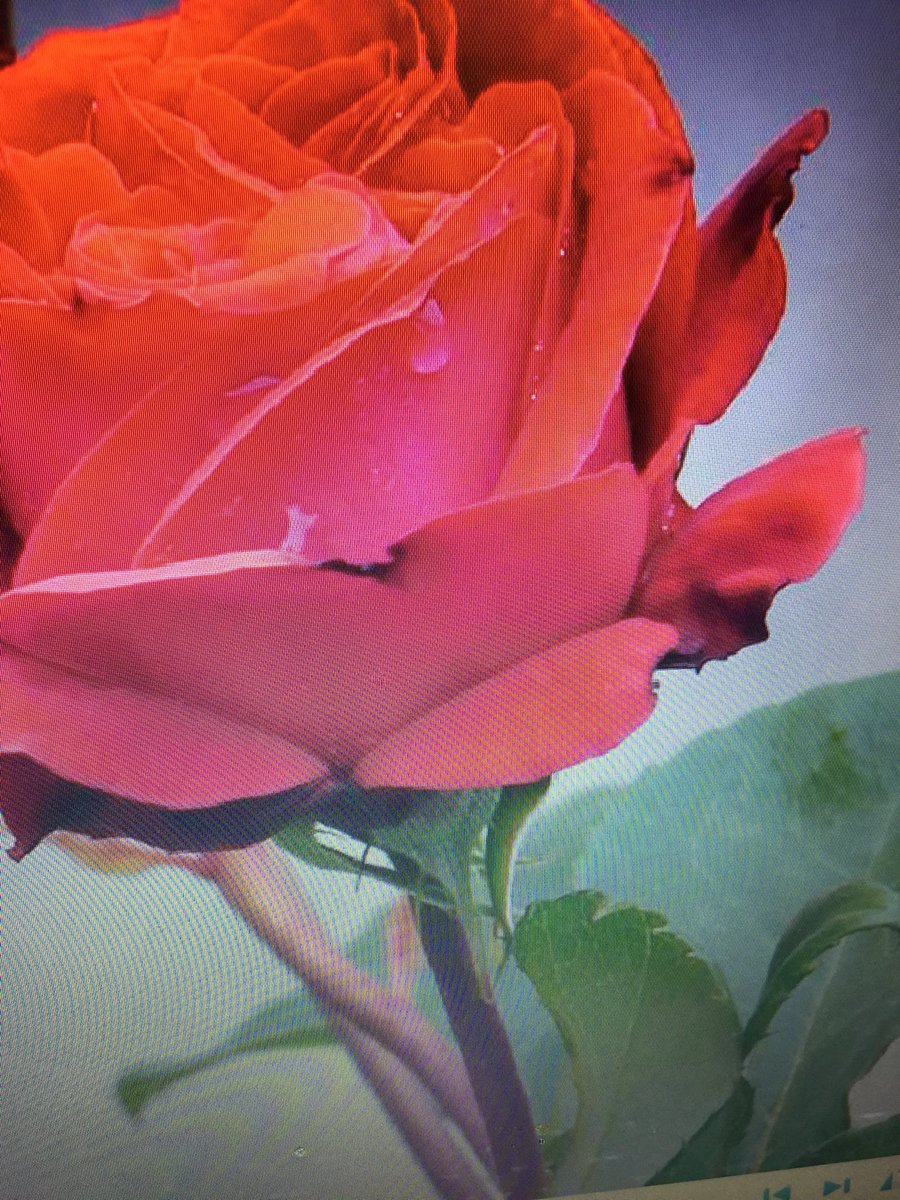 @Andjeo_Kise