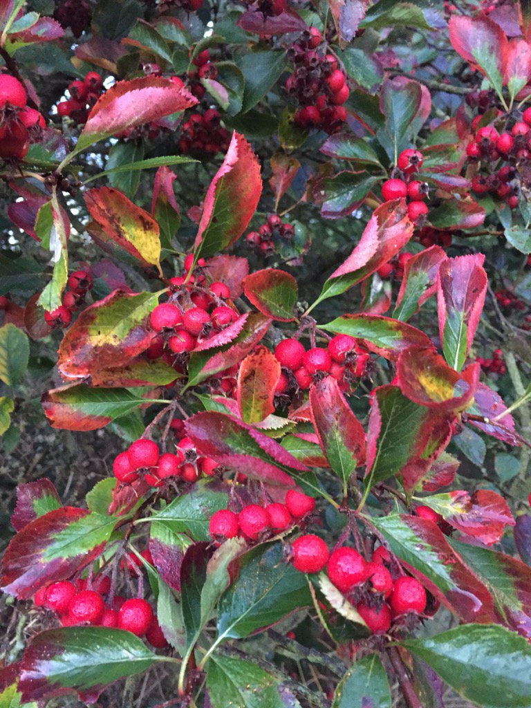 DixcotLocations's tweet photo. Autumn season fruitfulness @LocationSW17 @1stOptionBooker @K2ofWimbledon @LocalityLtd @jjLocations @Move_Agency https://t.co/M44bkgsran