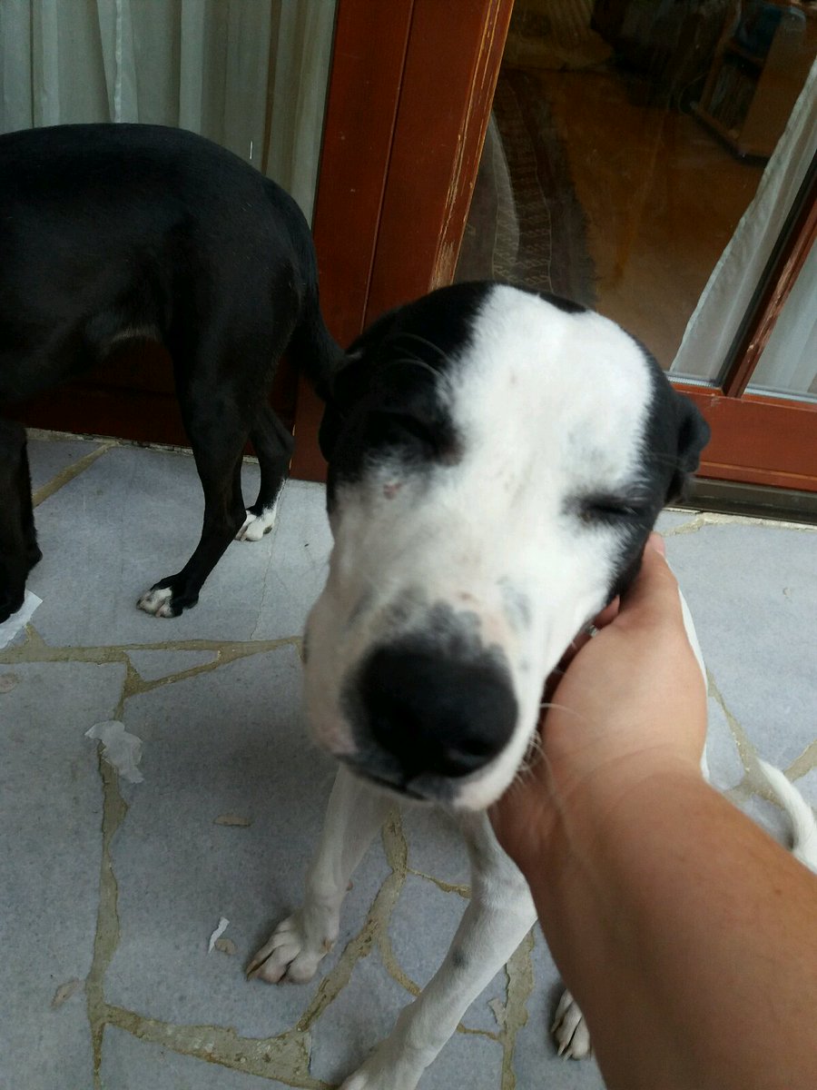 glorybeasts's tweet photo. #DotFact: prefers cuddling to food! Absolute conoisseur :) 
#DotWeek #adoptadog https://t.co/eIGetOS1Tm