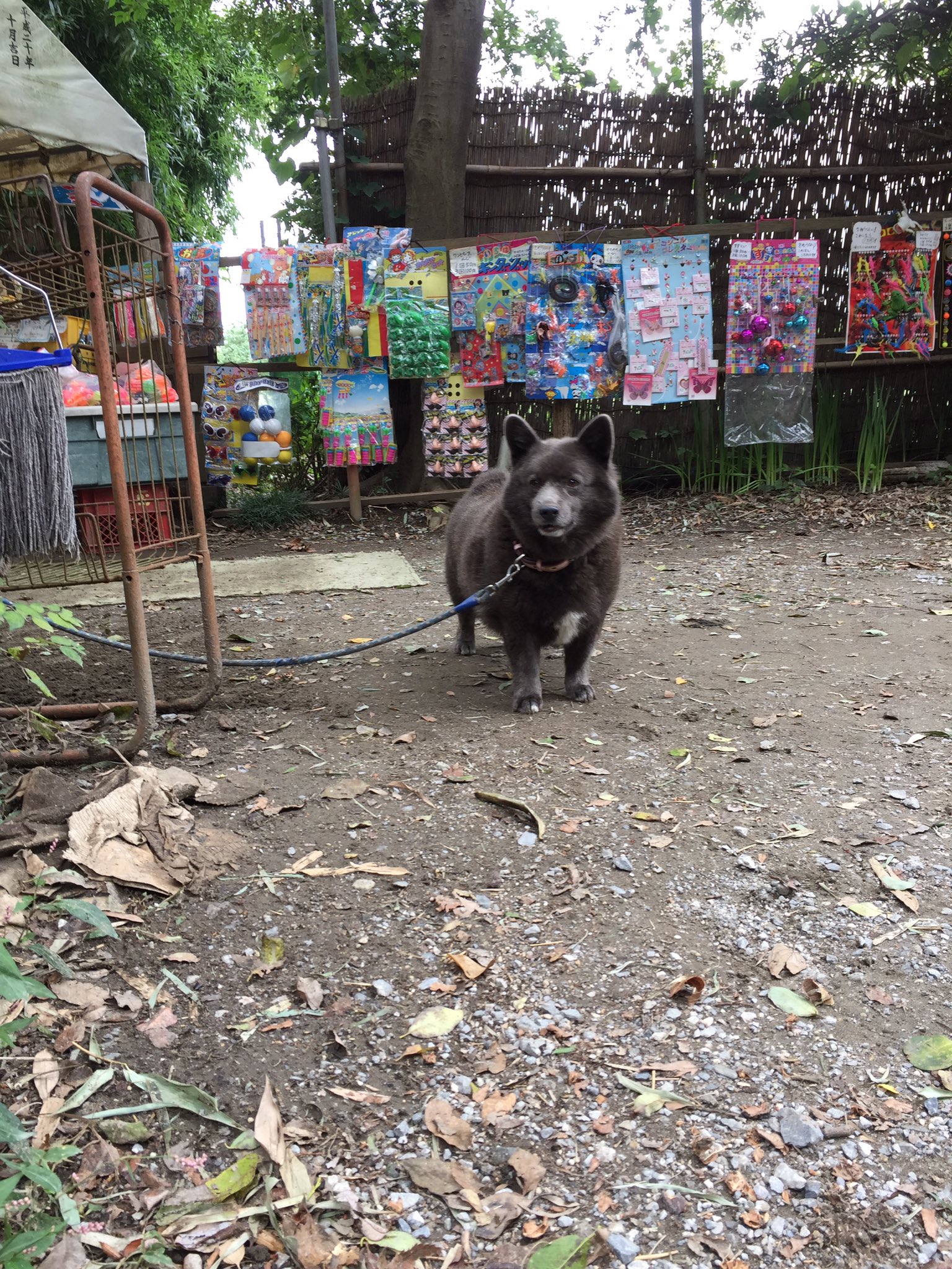 イタプー アル 矢切の渡し 看板犬のくまちゃん