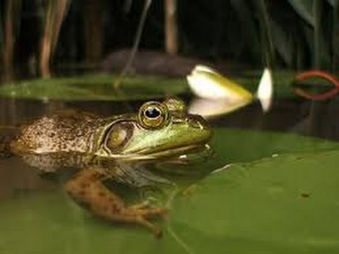 TubeFear's tweet image. #PBS# #Nature# #2016# || ##Frogs# ##The# ##Thin# ... - feartube.com/pbs-nature-201… #NatureDocumentary #NatureOnPbs #PBSDocumentary