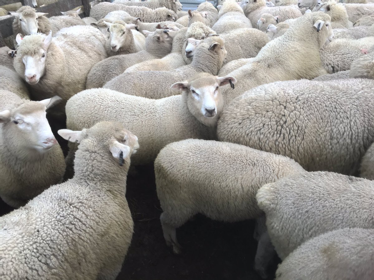 prestonfarmswa's tweet photo. Greeline ewes and lambs looking good with plenty of green feed around this year. #greeline #nzbloodlines #crutching https://t.co/SjidzXuDHk