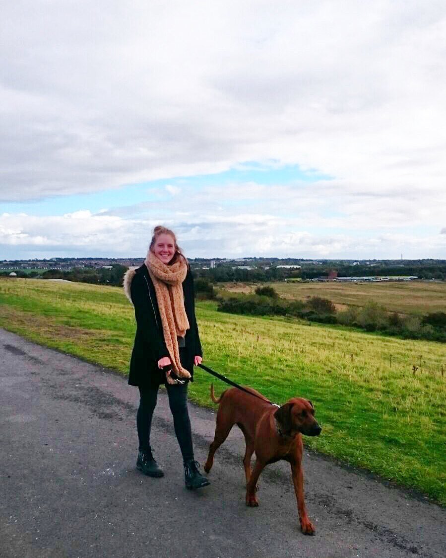 SilversPets's tweet photo. Just adopted our first dog 🐶 #rhodesianridgeback #rescuedog #ridgebacksoftwitter https://t.co/i7HjZXC1jn