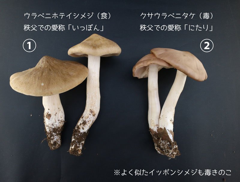 埼玉県立自然の博物館 Twitterren はウラベニホテイシメジという秩父地域で好まれるきのこ はクサウラベニタケという ツキヨタケと並んで中毒事例の多い毒きのこです くれぐれもお気をつけください 当館では きのこの食毒に関するご質問は受けつけておりませ