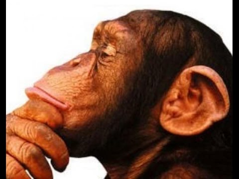 TubeFear's tweet photo. Great Animal Minds Documentary - How ... - https://t.co/nxFDNE405p #AnimalMinds #DocumentaryTV #DocumentaryFilms #RobberyDocumentary https://t.co/HMm7KB1VOx