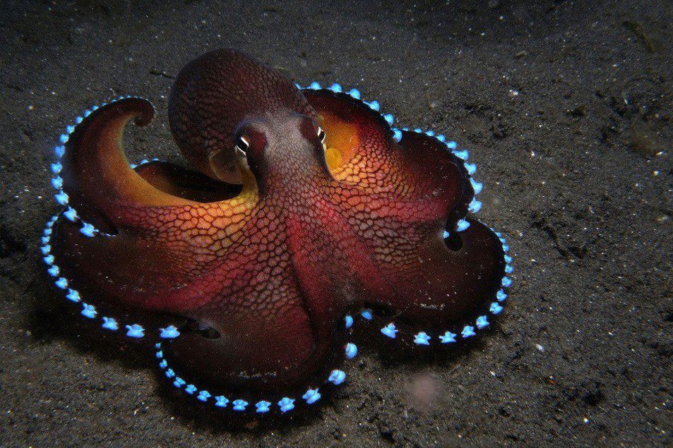 NeuroDesigners's tweet image. Saturday was World Octopus Day! They use coconut shells to hide from predators &amp;amp; rocks &amp;amp; water jets which could be classified as tool use.