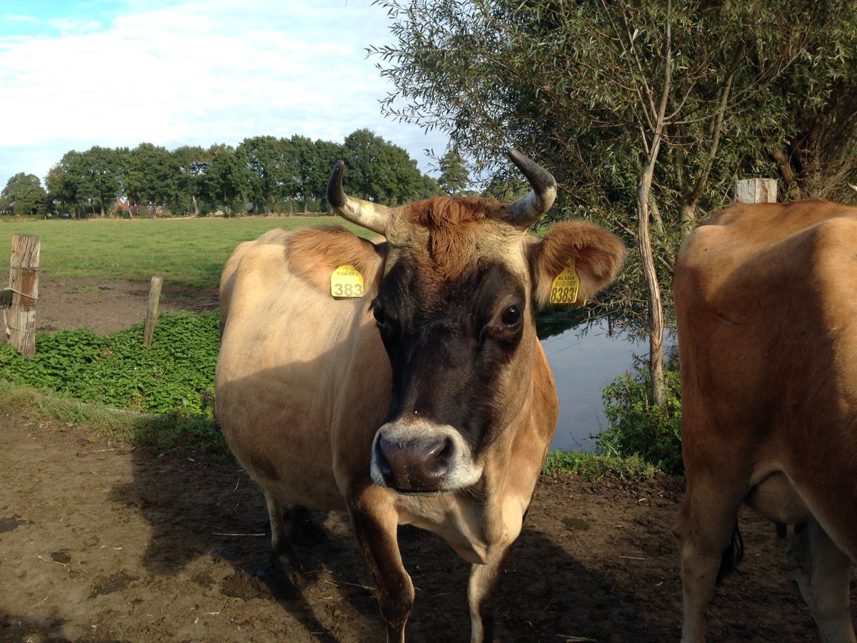 AilenGamberoni's tweet photo. Remeker: animali sani, zero antibiotici e pazienza. Risultato? Così tante richieste da non riuscire a soddisfare il mercato. #cheese #food https://t.co/oFeTtNVC27