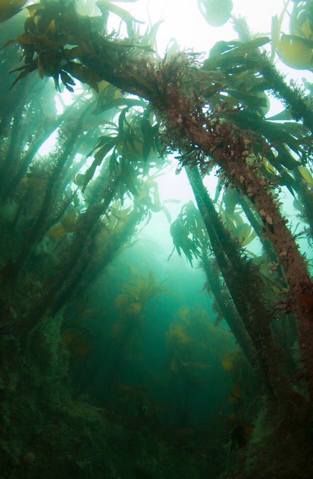 Kelp forests off the west coast of ireland #scuba #WildAtlanticWay