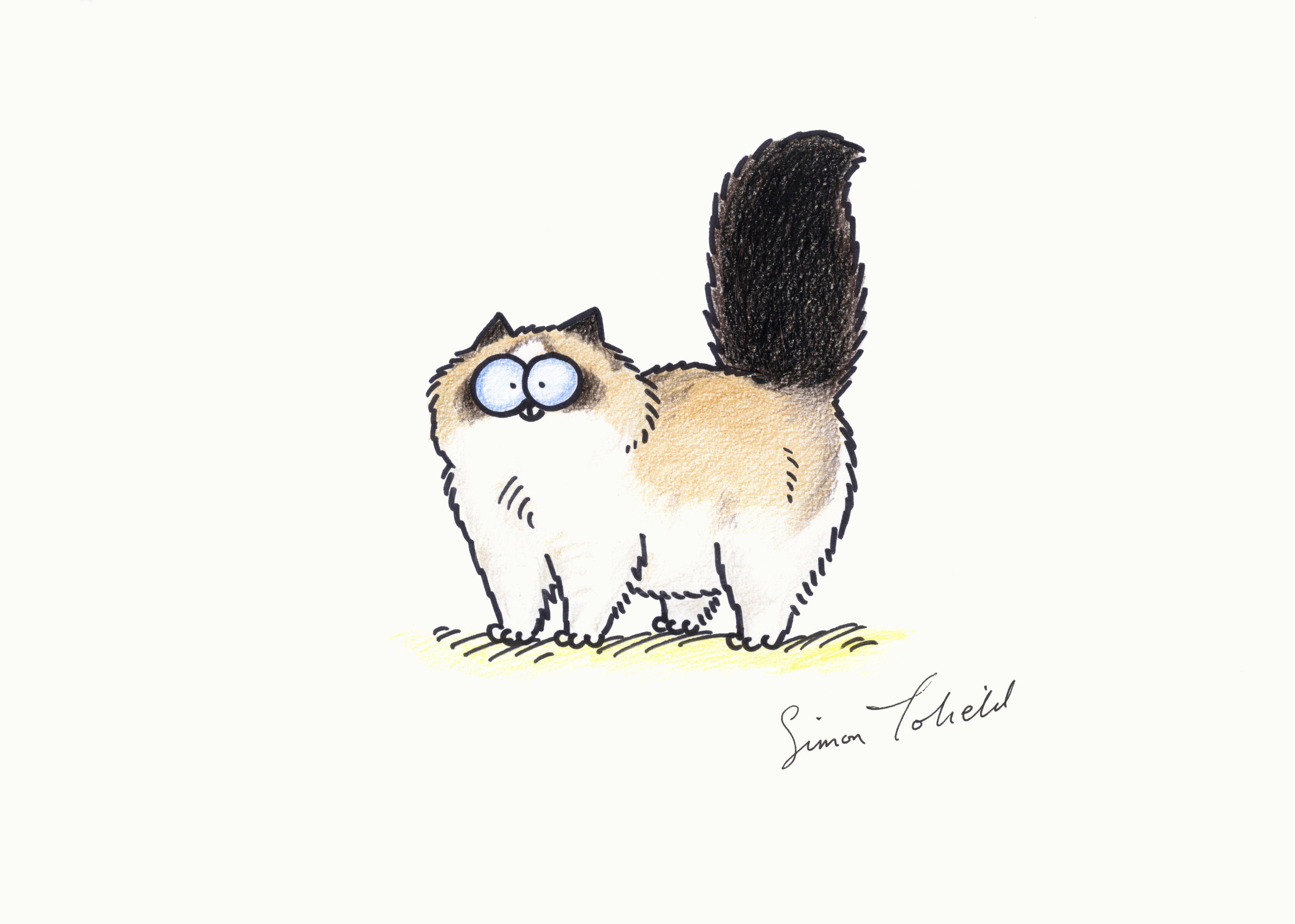 Simon's Cat 🐾 on X: If you love Ragdolls as much as we do then